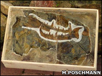 Garra do escorpião