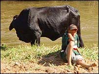 Garoto com vaca