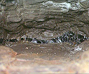 Layer of jet embedded within the rocks 