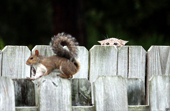 Cat eyes up a squirrel