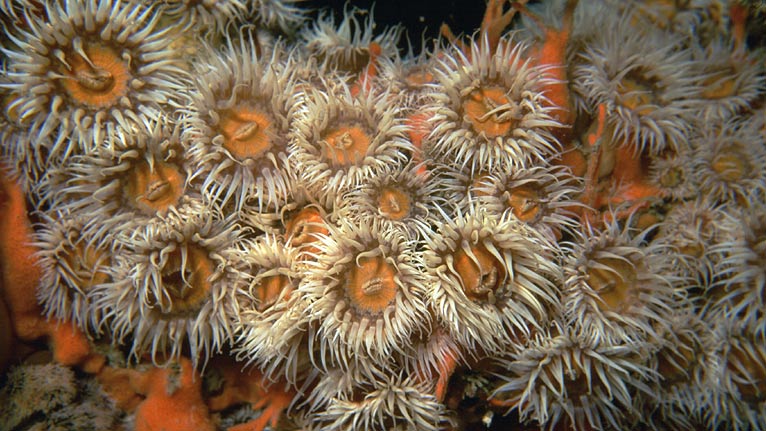 Elegant anenomes by Kate Lock