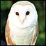 Barn Owl