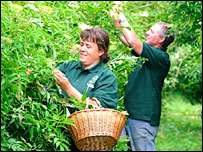 Elderflower pickers