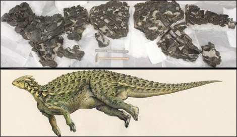 Scelidosaurus complete skeleton (top) and artists impression of the living dinosaur (below)