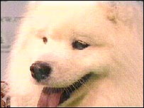 Winner of the Pastoral Group 2008 