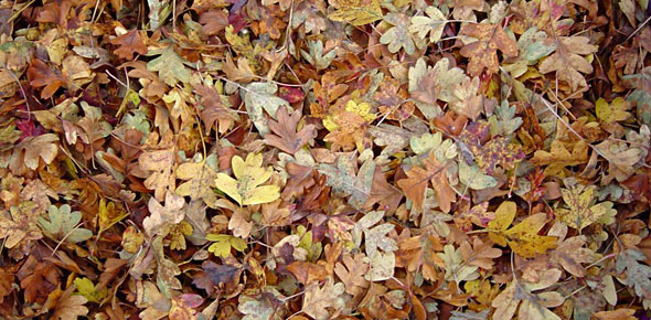 Autumn Leaves