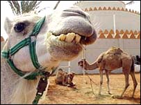 اونٹ