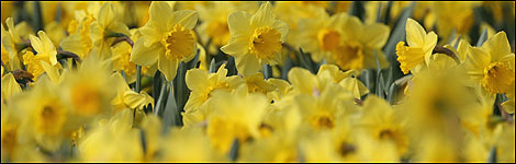 Daffodils