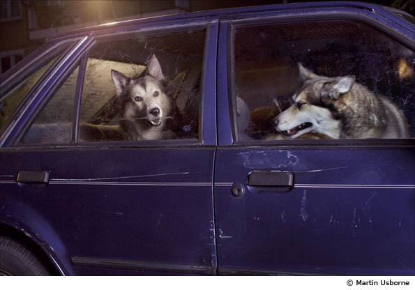 Dogs by Martin Usborne