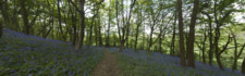 Bluebells in a wood
