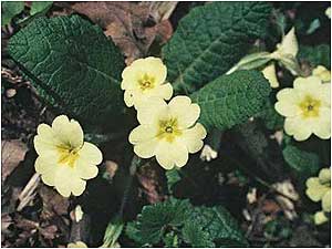 Castle Eden Dene (Image: Primrose c/o Natural England and George Peterken) 