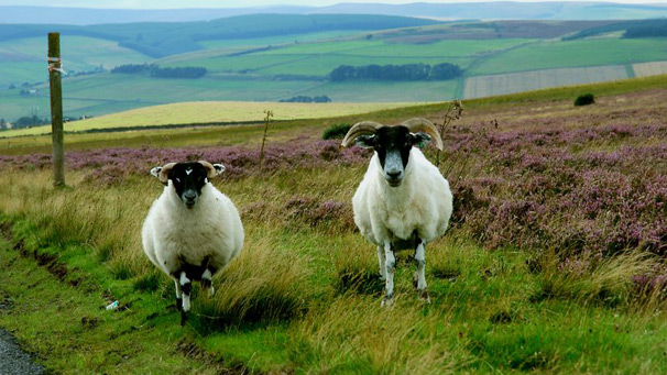 Sheep by Donna Morris