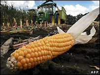 Mısır