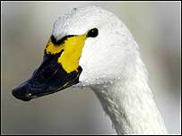 Bewick Swan c/o Richard Taylor-Jones