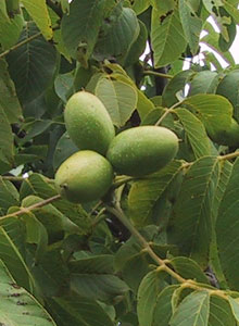Juglans regia 'Broadview'