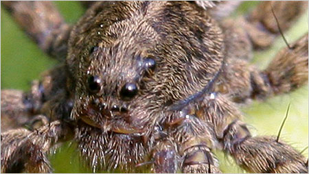 Spider head close-up c/o Margaret Holland