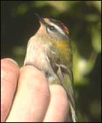 Firecrest