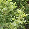 Corylus avellana