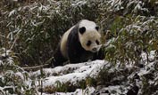 A panda walking through the snowy bamboo forest ©Gavin Maxwell