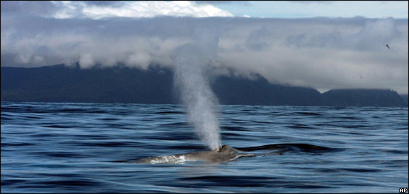 Whale