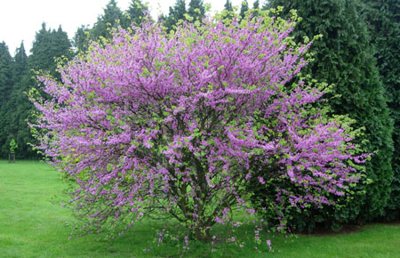 Cercis siliquastrum (Judas tree)