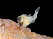 P. spiniceps