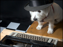 Westie News