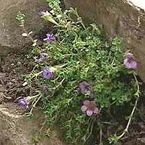 Saxifraga oppositifolia 'Theoden'