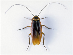 Cockroach