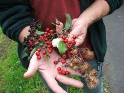 Lionel Kelleway, with Pat Denne and Nigel Brown inspecting tree roots at Treborth Botanic Garden