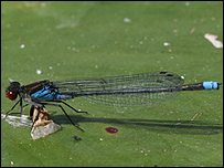 red-eyed damselfly