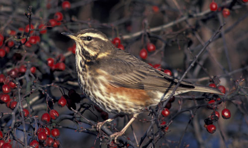 migration-redwing.jpg