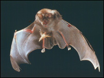 Morcego