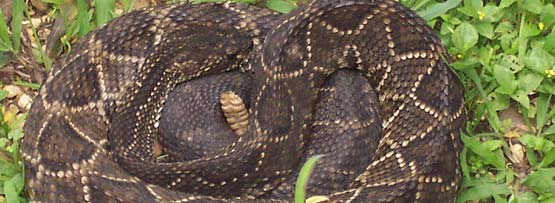 Brazilian rattlesnake