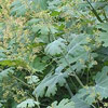 Macleaya
