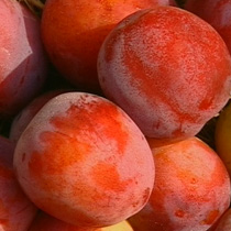 Plum 'Excalibur'