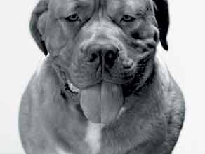 bull mastiff