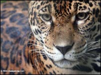 Báo rừng Amazon, ảnh của Mongabay.com