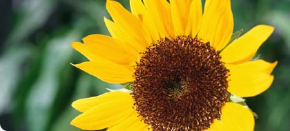 The Widow's Tale programme information (Image: sunflower)