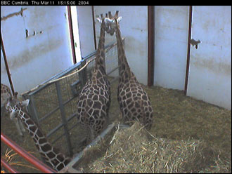 Giraffe