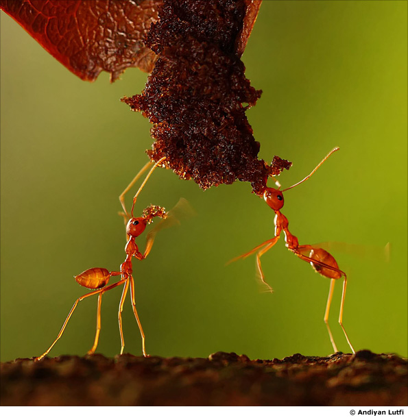 Ration by Andiyan Lutfi