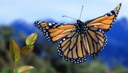 Monarch Butterfly by Nature Picture Library