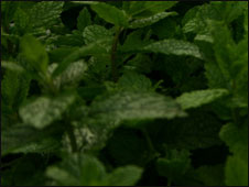 Mint!