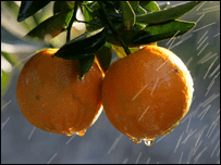 Orange plants need a lot of feeding.