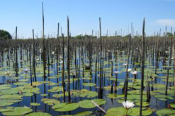 Okavango Delta - Botswana Africa (photographer: Martin van Triest ©)