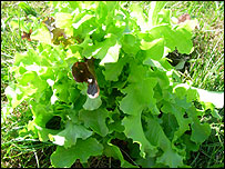 Claire's prize lettuce