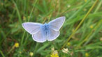 Common blue by Morfa madryn