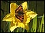 Butterfly and daffodil