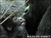 Gorilla and baby gorilla