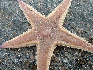 the star of the show